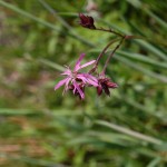 Firletka poszarpana (Lychnis flos-cuculi)