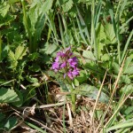 Kukułka szerokolistna(Dactylorhiza majalis) krasa kwiatów i nakrapianych liści