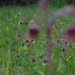 Las kuklików zwisłych(Geum rivale) lubią się ze storczykami
