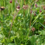 Lecimy do kochanków pełnych nektaru kuklików zwisłych