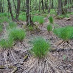 Rezerwat 3. Kępy turzyc ratują się głebokimi korzeniami... jeszcze jest tam woda