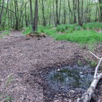 Rezerwat torfowisko bez wody po raz pierwszy od 20 lat