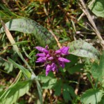 Storczyk -Kukułka szerokolistna(Dactylorhiza majalis)