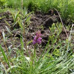 Storczyk szerokolistny, za nim buchtowisko dzików