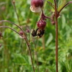 Trzmiel rudy kocha kukliki i je pracowicie zapyla