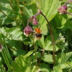 Trzmiel rudy (Bombus pascuorum) dolatuje do kuklika zwisłego (Geum rivale)