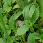 Wg atlasu to mógłby być walgina rdestniak(Calothysanis amata L.)