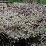 Wysychajace torfowce (Sphagnum L.)