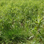 Łąka-trześlicowa-Molinion-koło-Twardogóry.Storczykowisko. Pojedyńczy storczyk i w- tle łany nawłoci kanadyjskiej